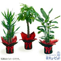 観葉植物（おまかせ）【10,000円+税】kanyou10