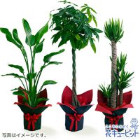 観葉植物（おまかせ）【15,000円+税】kanyou15